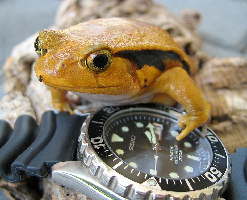 tomato frog