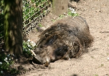 warthog