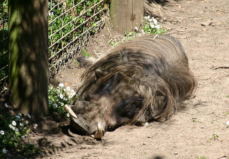 warthog
