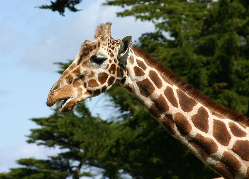 giraffe
