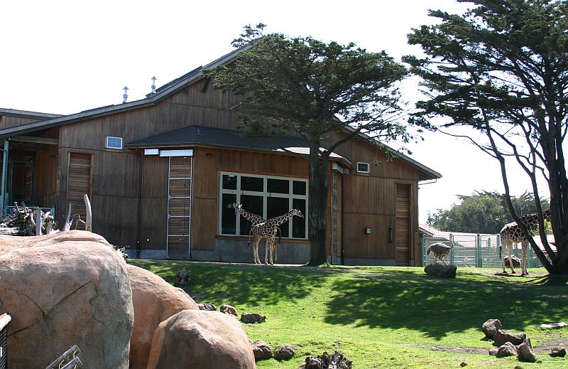 giraffe barn