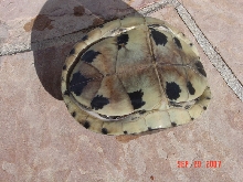 turtle found in AZ