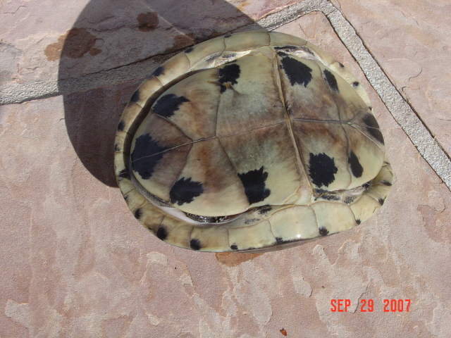 turtle found in AZ