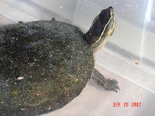 turtle found in AZ