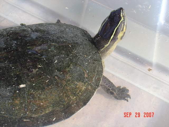 turtle found in AZ