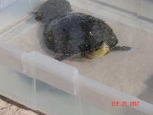 turtle found in AZ