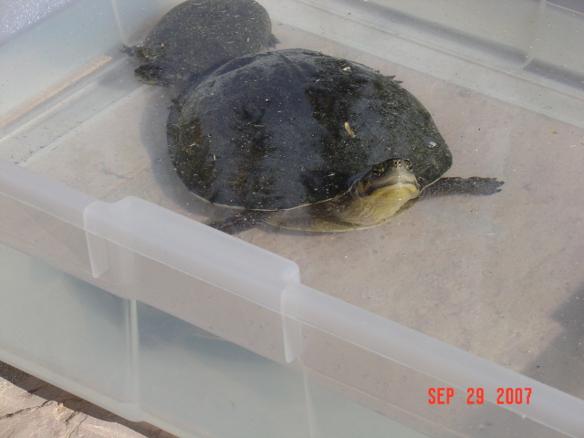 turtle found in AZ