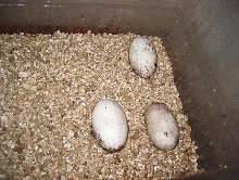 Albigularis eggs :D