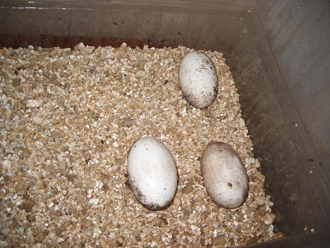 Albigularis eggs :D