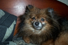 Mitza