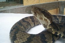 Cottonmouth