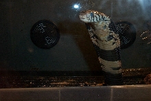 close up of forest cobra