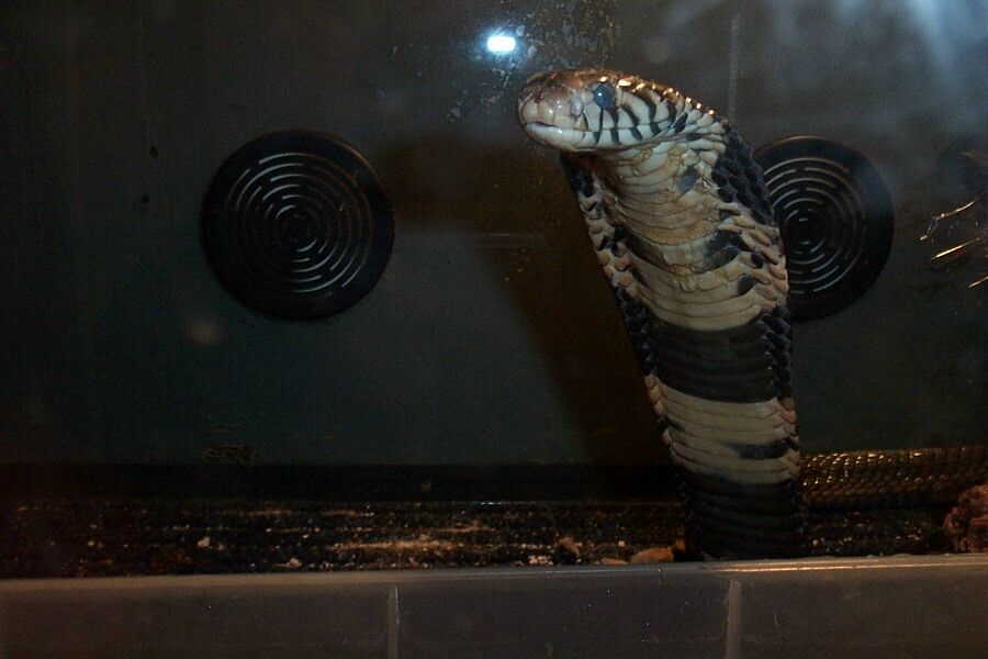 close up of forest cobra