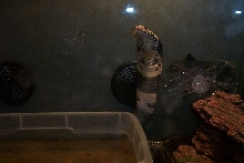 Forest cobra