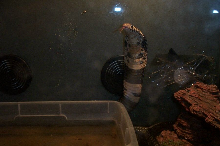Forest cobra