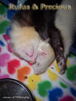 Precious & Rufus Sleeping