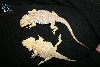 Sandfire x PEach breeding couple