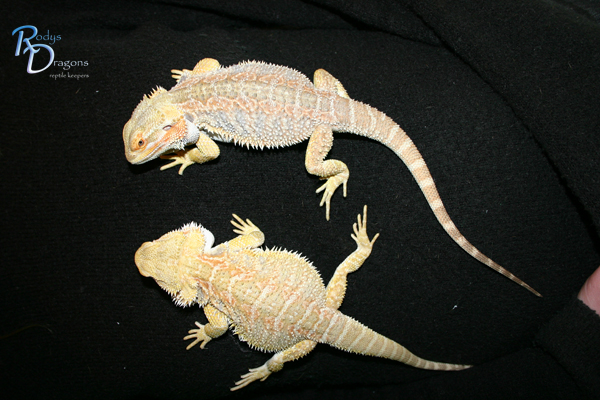 Sandfire x PEach breeding couple