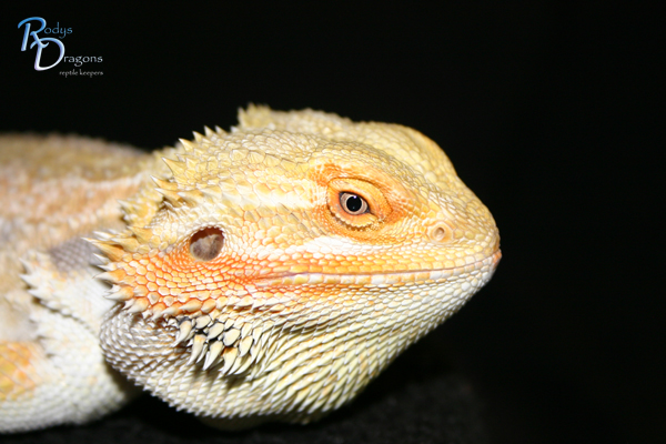 Sandfire x Peach male