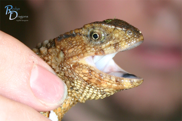 Shinisaurus up close