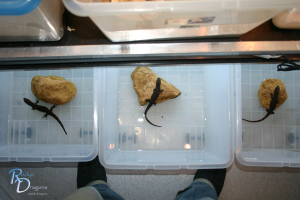 Shinisaurus in quarantine