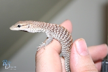 Varanus tristis orientalis