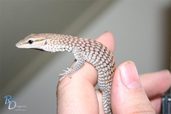 Varanus tristis orientalis