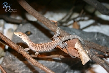 Varanus tristis orientalis