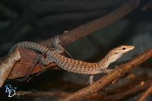 Varanus tristis orientalis