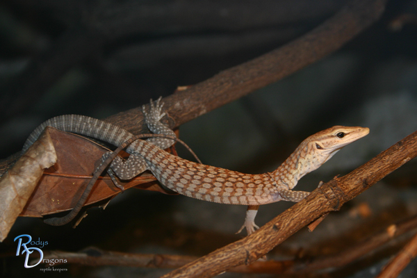 Varanus tristis orientalis