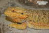 Sandfire male "mister"III
