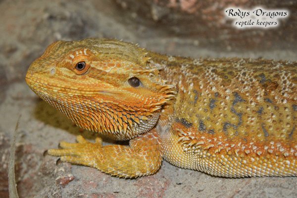 Sandfire male "mister"III