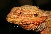 Sandfire male "mister"