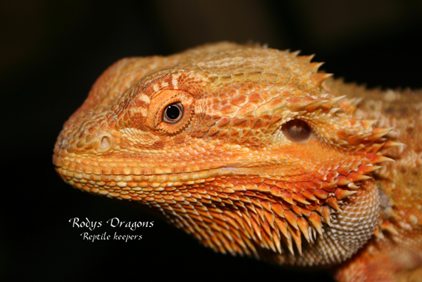 Sandfire male "mister"