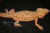 Sandfire male "mister" II