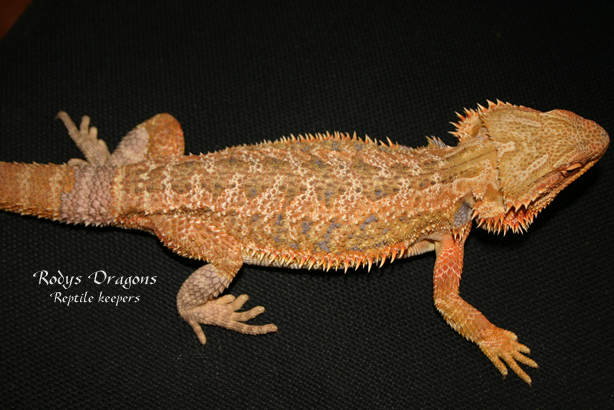 Sandfire male "mister" II
