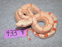 Female Albino Arabesque