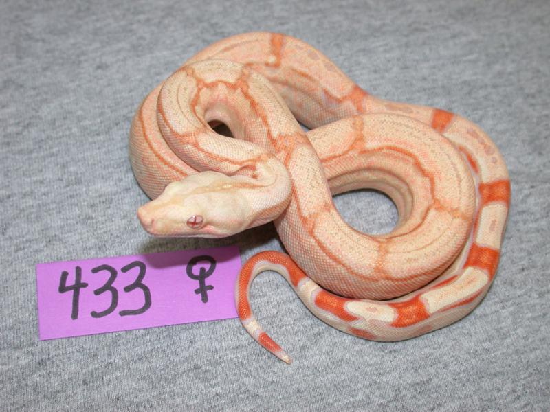 Female Albino Arabesque