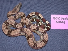 Arabesque Male 50% Het Albino