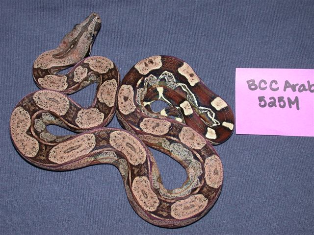 Arabesque Male 50% Het Albino