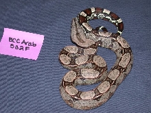 Arabesque Female 50% het Albino