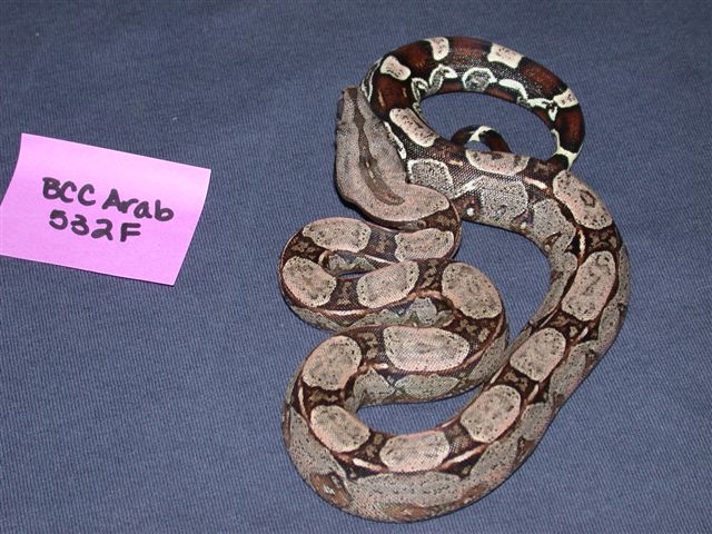 Arabesque Female 50% het Albino