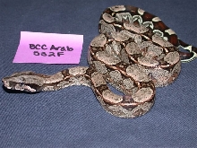 Arabesque Female 50% Het Albino