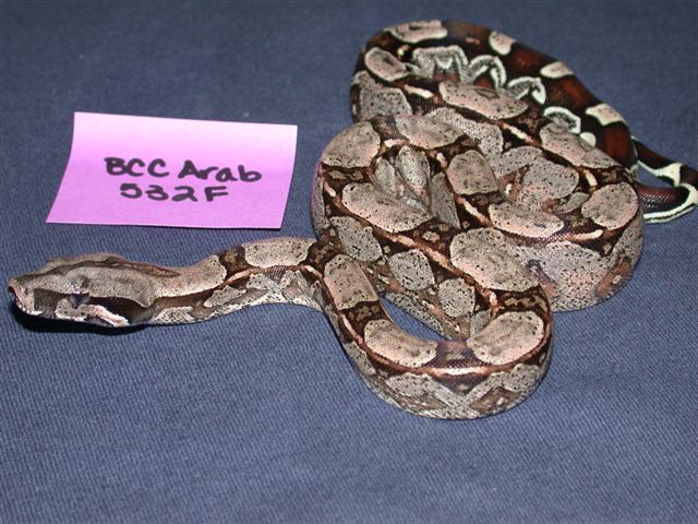 Arabesque Female 50% Het Albino