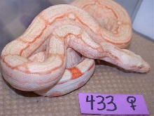 Albino Arabesque Female