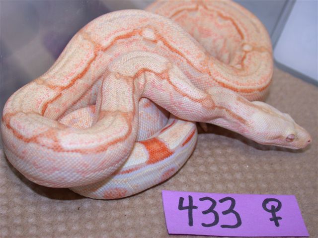 Albino Arabesque Female