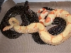 Albino Lep Courting