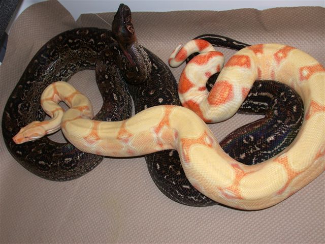 Albino Lep Courting