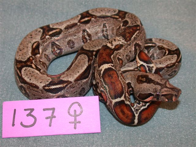 137 Dbl Het