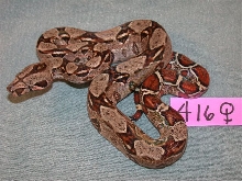416 Dbl Het